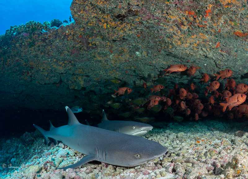White tip sharks taking a rest. Olympus OM-D E-M1, Olympus 8mm fisheye f/1.8 PRO lens, Nauticam housing, Sea & Sea YS-D1 strobes. 1/125 sec, f/7.1, ISO 200.
