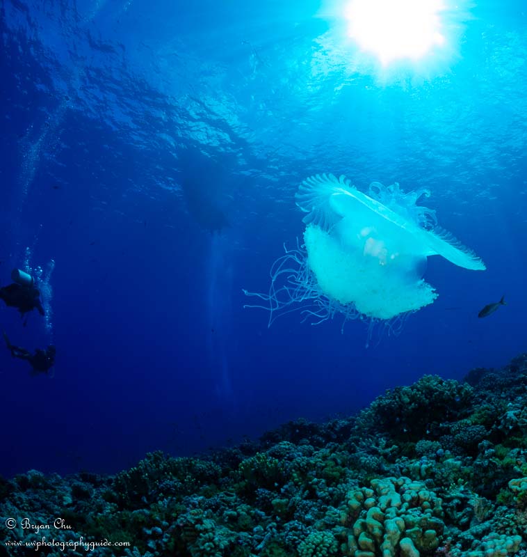 Jellyfish. Olympus OM-D E-M1, Olympus 8mm fisheye f/1.8 PRO lens, Nauticam housing, Sea & Sea YS-D1 strobes. 1/160 sec, f/14, ISO 200.