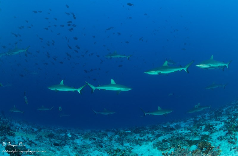 Lots of gray reef sharks. Olympus OM-D E-M1, Olympus 8mm fisheye f/1.8 PRO lens, Nauticam housing, Sea & Sea YS-D1 strobes. 1/250 sec, f/7.1, ISO 200.