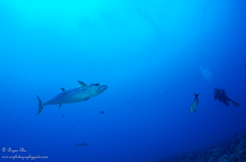 Curious tuna. Olympus OM-D E-M1, Olympus 8mm fisheye f/1.8 PRO lens, Nauticam housing, Sea & Sea YS-D1 strobes. 1/125 sec, f/8, ISO 200.