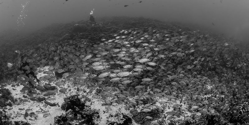 Carpet of fish at Ali Baba. Olympus OM-D E-M1, Olympus 8mm fisheye f/1.8 PRO lens, Nauticam housing, Sea & Sea YS-D1 strobes. 1/160 sec, f/8, ISO 200.