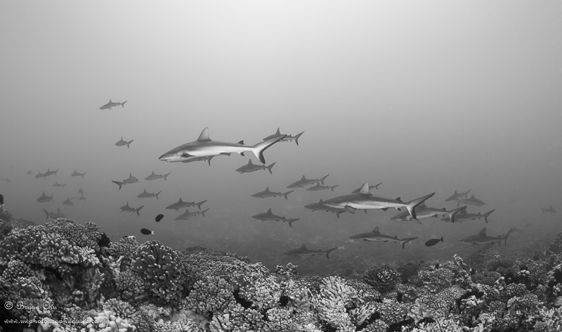 Gray sharks in the South Pass. Olympus OM-D E-M1, Olympus 8mm fisheye f/1.8 PRO lens, Nauticam housing, Sea & Sea YS-D1 strobes. 1/100 sec, f/7.1, ISO 200.