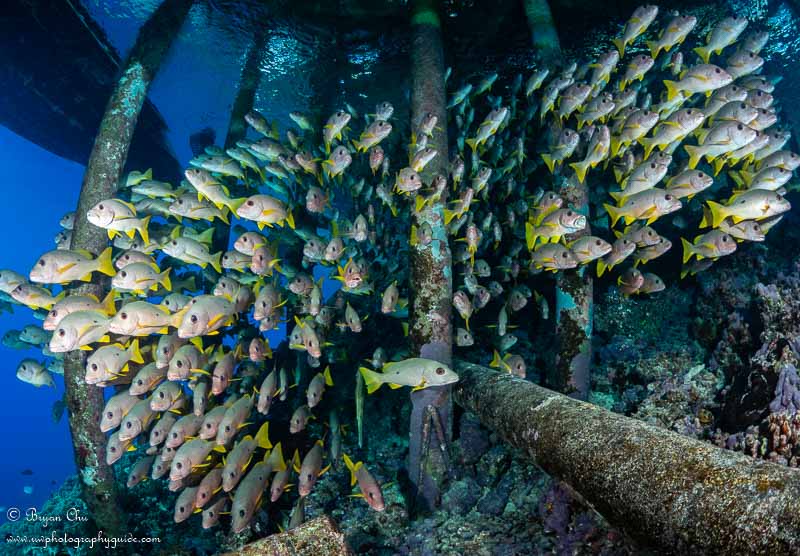 School of fish underneath the pier at Tetamanu Village. Olympus OM-D E-M1, Olympus 8mm fisheye f/1.8 PRO lens, Nauticam housing, Sea & Sea YS-D1 strobes. 1/80 sec, f/8, ISO 200.