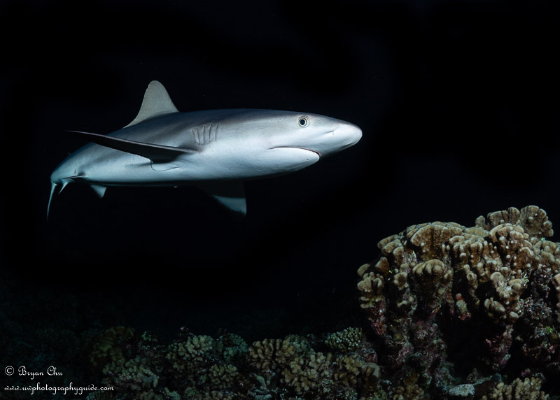 Gray reef shark at night. Olympus OM-D E-M1, Olympus 8mm fisheye f/1.8 PRO lens, Nauticam housing, Sea & Sea YS-D1 strobes, Sola 1200 Photo (red mode). 1/160 sec, f/10, ISO 200.