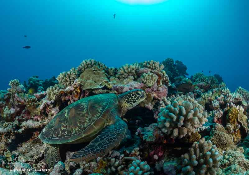 Turtle hanging out in the coral. Olympus OM-D E-M1, Nauticam housing, Olympus 8mm Fisheye Pro lens, 2x S&S YS-D1 Strobes. f/8, 1/160 sec, ISO 200.