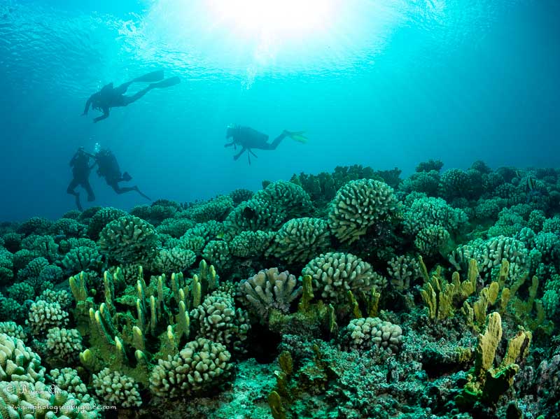 Moorea's healthy coral. Olympus OM-D E-M1, Nauticam housing, Olympus 8mm Fisheye Pro lens, 2x S&S YS-D1 Strobes. f/10, 1/200 sec, ISO 200.