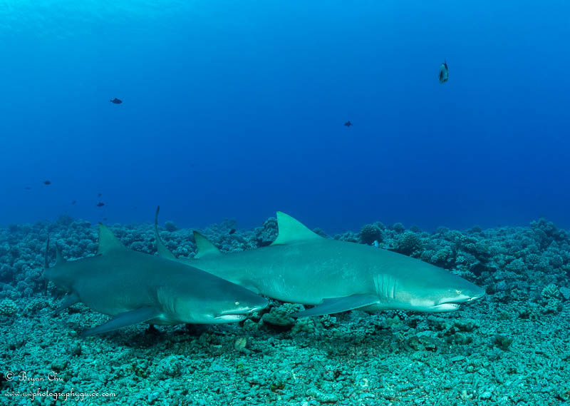 Lemon sharks patrolling by the barrel. Olympus OM-D E-M1, Nauticam housing, Olympus 8mm Fisheye Pro lens, 2x S&S YS-D1 Strobes. f/8, 1/200 sec, ISO 200.