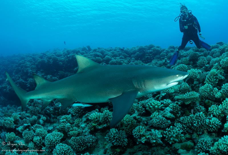 Tampax checking us out. Olympus OM-D E-M1, Nauticam housing, Olympus 8mm Fisheye Pro lens, 2x S&S YS-D1 Strobes. f/7.1, 1/200 sec, ISO 200.