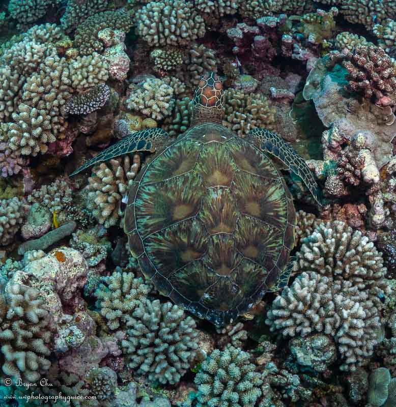 Green sea turtle in the coral. Olympus OM-D E-M1, Nauticam housing, Olympus 8mm Fisheye Pro lens, 2x S&S YS-D1 Strobes. f/8, 1/200 sec, ISO 200.