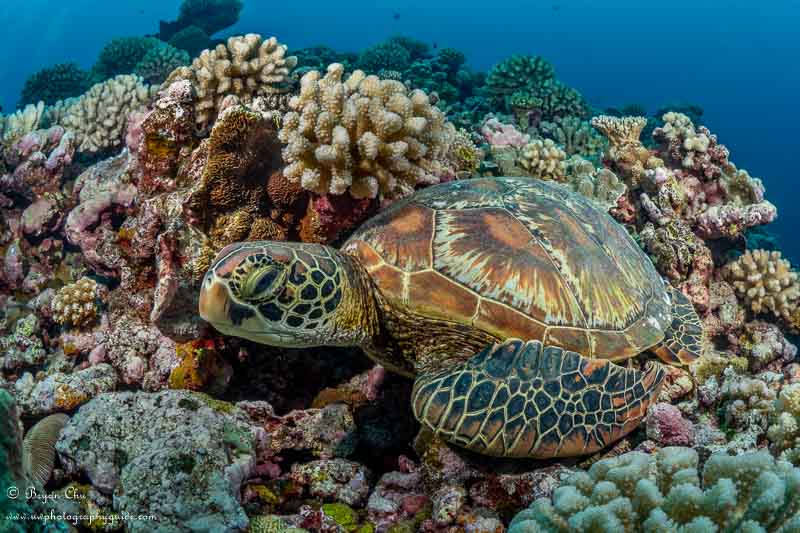 A turtle's eye view of a green sea turtle hanging out in the coral. Olympus OM-D E-M1, Nauticam housing, Olympus 8mm Fisheye Pro lens, 2x S&S YS-D1 Strobes. f/8, 1/200 sec, ISO 200.