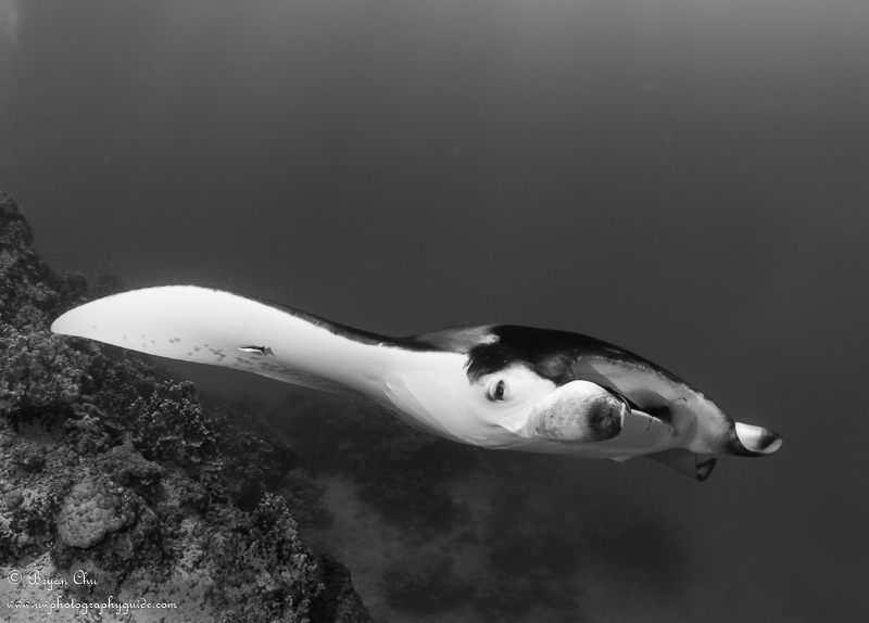 The eye of the manta. Olympus OM-D E-M1, Nauticam housing, Olympus 8mm Fisheye Pro lens, 2x S&S YS-D1 Strobes. f/13, 1/160 sec, ISO 200.