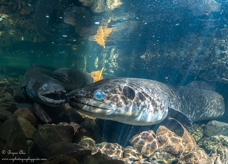 Blue-eyed eels of Faie. Olympus OM-D E-M1, Nauticam housing, Olympus 8mm Fisheye Pro lens, ambient light. f/3.5, 1/125 sec, ISO 800.