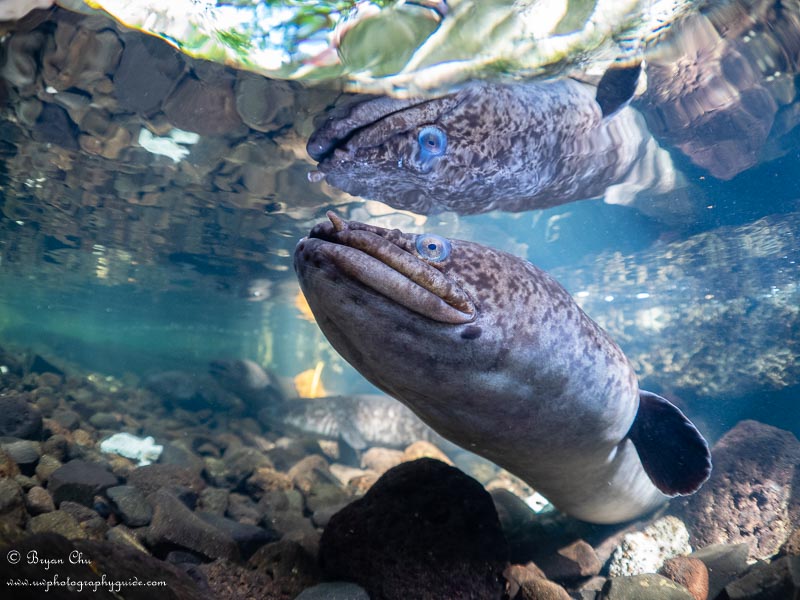 Mirror mirror, on the wall... Olympus OM-D E-M1, Nauticam housing, Olympus 8mm Fisheye Pro lens, ambient light. f/2.2, 1/125 sec, ISO 800.
