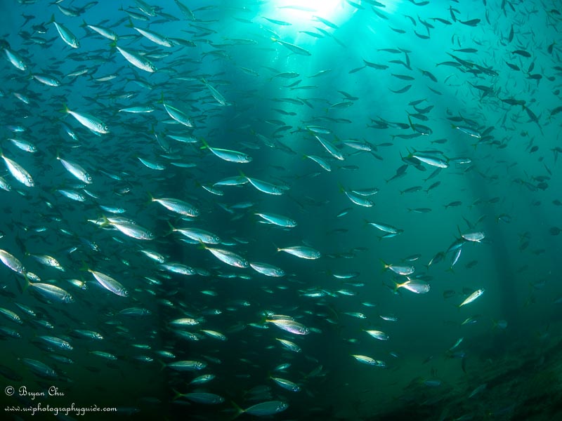 School of fish beneath the old jetty at Rapid Bay. Olympus OM-D E-M1, Olympus 8mm fisheye f/1.8 PRO lens, Nauticam housing, Sea & Sea YS-D1 strobes. 1/125 sec, f/11, ISO 200.