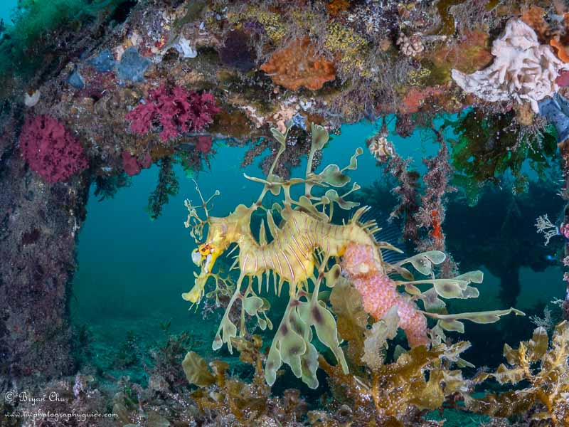 Male leafy sea dragon with eggs. Olympus OM-D E-M1, Olympus 8mm fisheye f/1.8 PRO lens, Nauticam housing, Sea & Sea YS-D1 strobes. 1/160 sec, f/10, ISO 200.