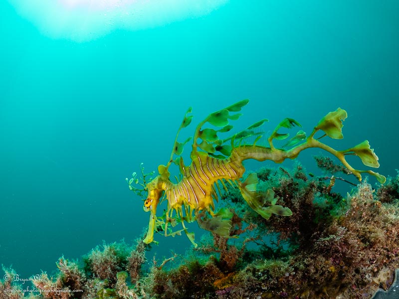 Leafy sea dragon, as-shot white balance. Olympus OM-D E-M1, Olympus 8mm fisheye f/1.8 PRO lens, Nauticam housing, Sea & Sea YS-D1 strobes. 1/125 sec, f/10, ISO 200.