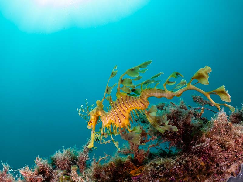 Leafy sea dragon, custom white balance. Olympus OM-D E-M1, Olympus 8mm fisheye f/1.8 PRO lens, Nauticam housing, Sea & Sea YS-D1 strobes. 1/125 sec, f/10, ISO 200.