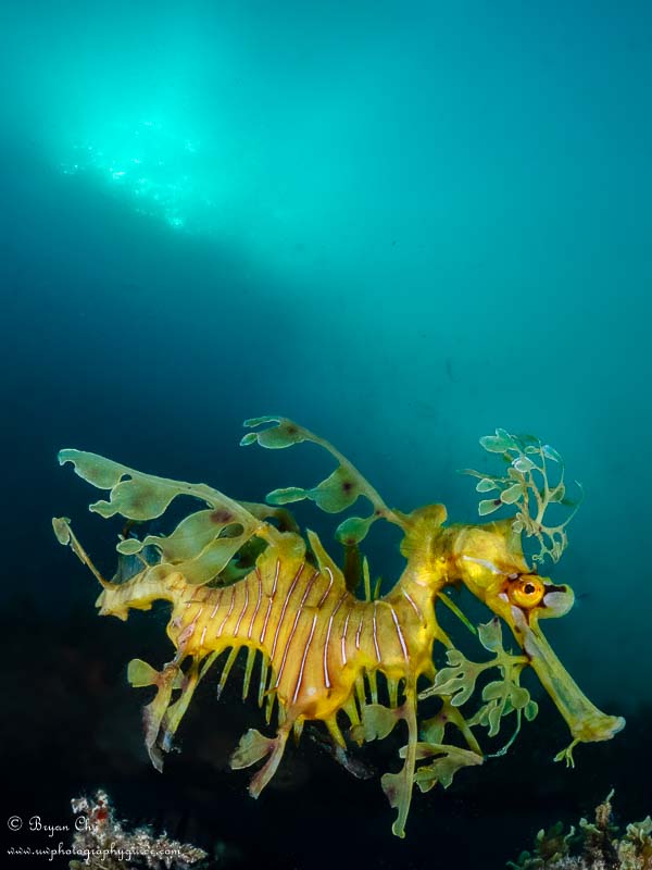 Leafy sea dragon and sunburst. Olympus OM-D E-M1, Olympus 8mm fisheye f/1.8 PRO lens, Nauticam housing, Sea & Sea YS-D1 strobes. 1/320 sec, f/13, ISO 200.