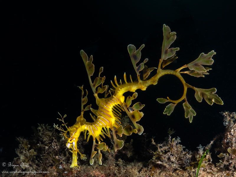 Leafy sea dragon. Olympus OM-D E-M1, Olympus 8mm fisheye f/1.8 PRO lens, Nauticam housing, Sea & Sea YS-D1 strobes. 1/320 sec, f/22, ISO 200.
