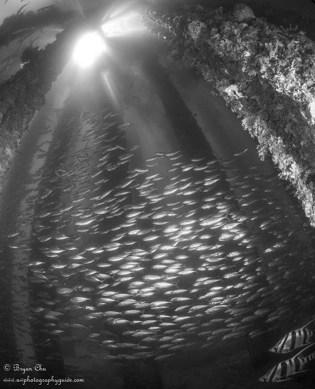 School of fish in the Cathedral. Olympus OM-D E-M1, Olympus 8mm fisheye f/1.8 PRO lens, Nauticam housing, Sea & Sea YS-D1 strobes. 1/160 sec, f/9, ISO 200.