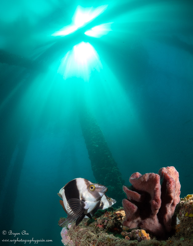 Fish in the Cathedral. Olympus OM-D E-M1, Olympus 8mm fisheye f/1.8 PRO lens, Nauticam housing, Sea & Sea YS-D1 strobes. 1/100 sec, f/11, ISO 200.