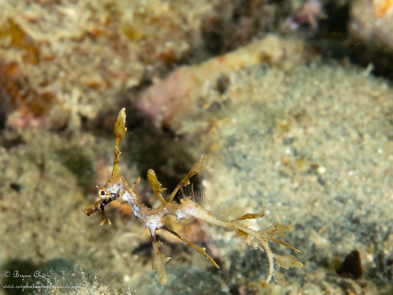 The cutest juvenile weedy sea dragon ever, and the only weedy I saw. Olympus OM-D E-M1, Olympus 60mm Macro f/2.8 lens, Nauticam housing, Sea & Sea YS-D1 strobes. 1/125 sec, f/16, ISO 200.