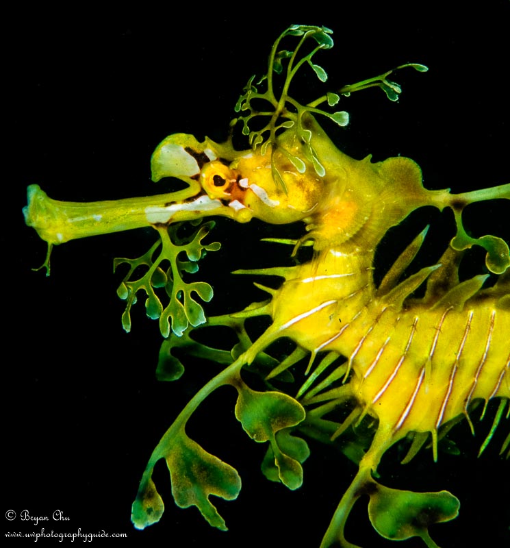 Leafy sea dragon profile. Olympus OM-D E-M1, Olympus 60mm Macro f/2.8 lens, Nauticam housing, Sea & Sea YS-D1 strobes. 1/100 sec, f/18, ISO 200.