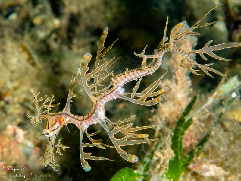 Not quite the cutest juvenile leafy sea dragon ever, but still pretty cute. Olympus OM-D E-M1, Olympus 60mm Macro f/2.8 lens, Nauticam housing, Sea & Sea YS-D1 strobes. 1/125 sec, f/16, ISO 200.