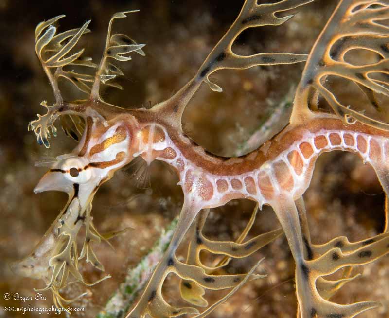 Face profile of juvenile leafy sea dragon. Olympus OM-D E-M1, Olympus 60mm Macro f/2.8 lens, Nauticam housing, Sea & Sea YS-D1 strobes. 1/160 sec, f/16, ISO 200.