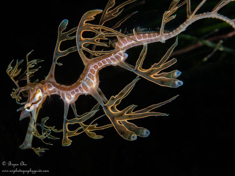 Juvenile leafy sea dragon. Olympus OM-D E-M1, Olympus 60mm Macro f/2.8 lens, Nauticam housing, Sea & Sea YS-D1 strobes. 1/160 sec, f/16, ISO 200.