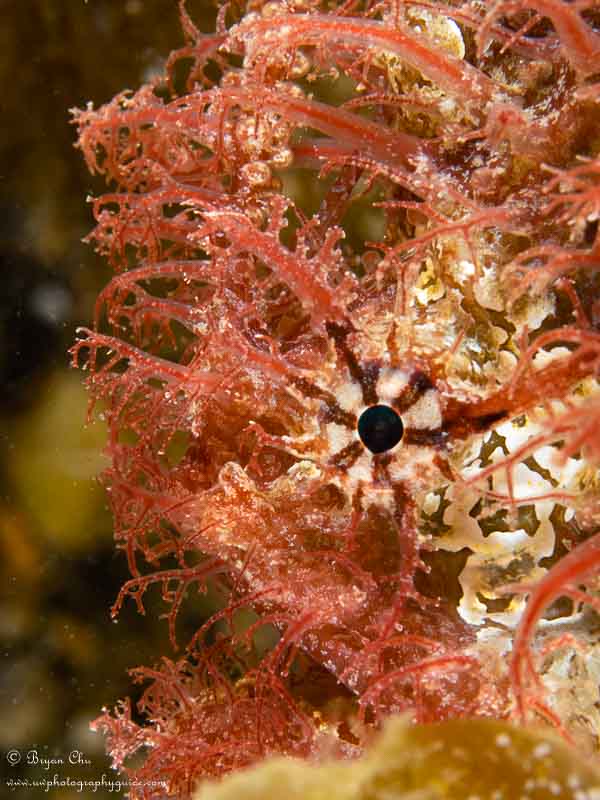 Tasseled angler fish. Olympus OM-D E-M1, Olympus 60mm Macro f/2.8 lens, Nauticam housing, Sea & Sea YS-D1 strobes. 1/160 sec, f/16, ISO 200.