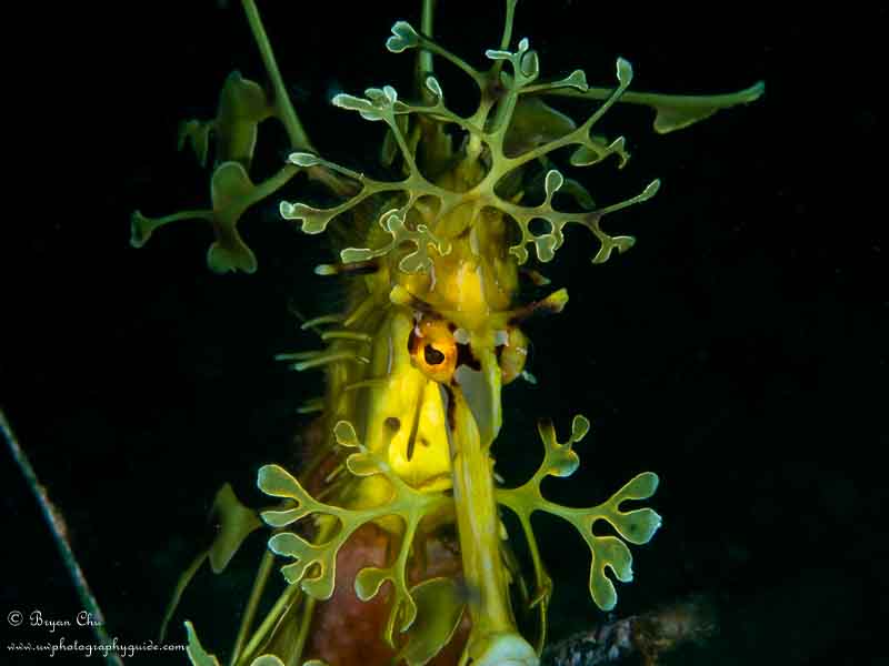 Leafy sea dragon almost face shot. Olympus OM-D E-M1, Olympus 60mm Macro f/2.8 lens, Nauticam housing, Sea & Sea YS-D1 strobes. 1/100 sec, f/18, ISO 200.