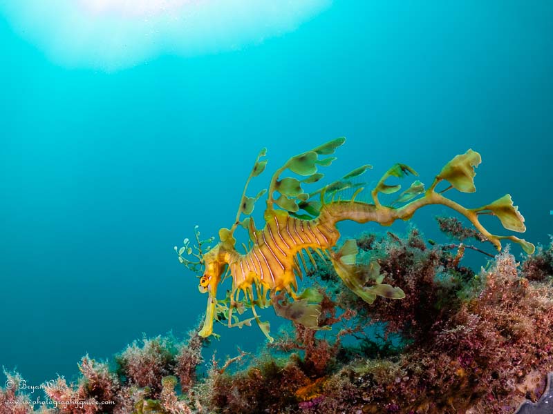 Keeping the temperature at 6100 and dropping the tint to 71 gives me a photo I am very happy with.