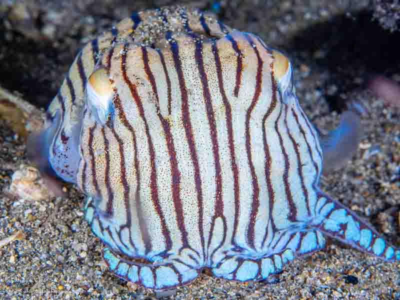 Pyjama squid with custom white balance used on a piece of sand.