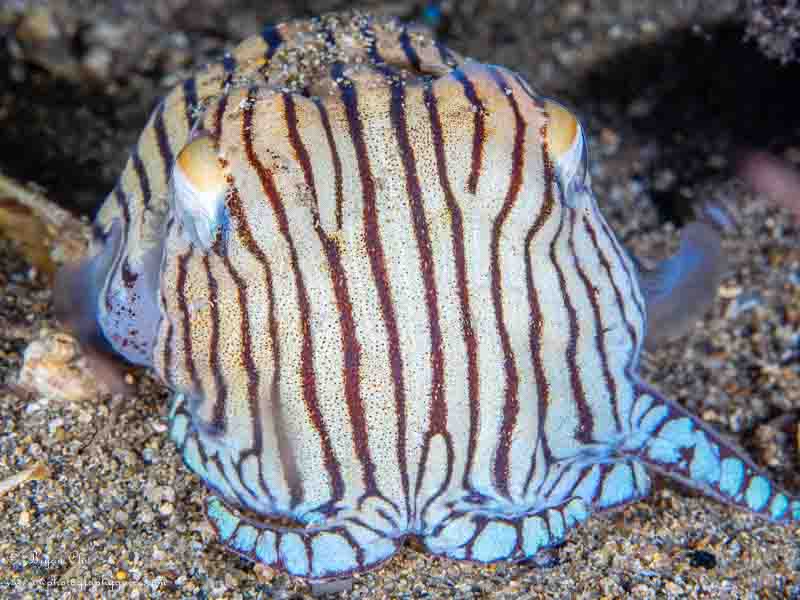 Pyjama squid with the temperature tweaked upwards from the custom white balance.