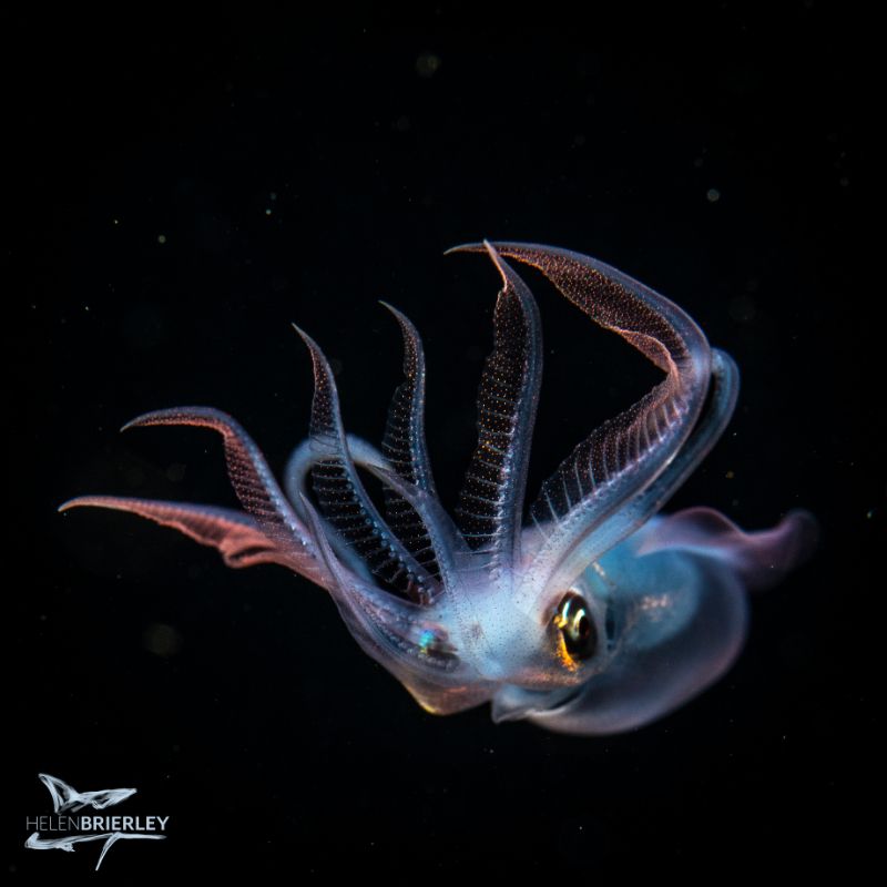 Diamond Squid by Helen Brierley. Nikon D850, 105mm macro lens, dual Sea & Sea YS-D1 strobes, 1/200, f16, iso 400