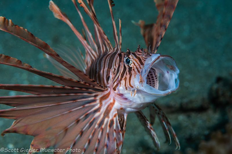 Lionfish by Scott Gietler. Taken with a Nikon D810, Nikon 105mm macro lens, 1/250, f/13, ISO 200