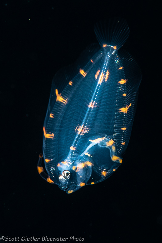 Larval stage flounder on blackwater dive by Scott Gietler. Taken with Nikon D810, Nikon 105mm macro lens, f/16, 1/250, ISO 800
