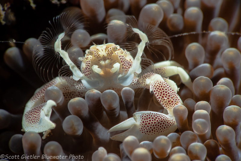 Porcelain crab with feeding tentacles by Scott Gietler. Taken with a Nikon D810 and Nikon 105mm macro lens. 1/200, f/22, ISO 100