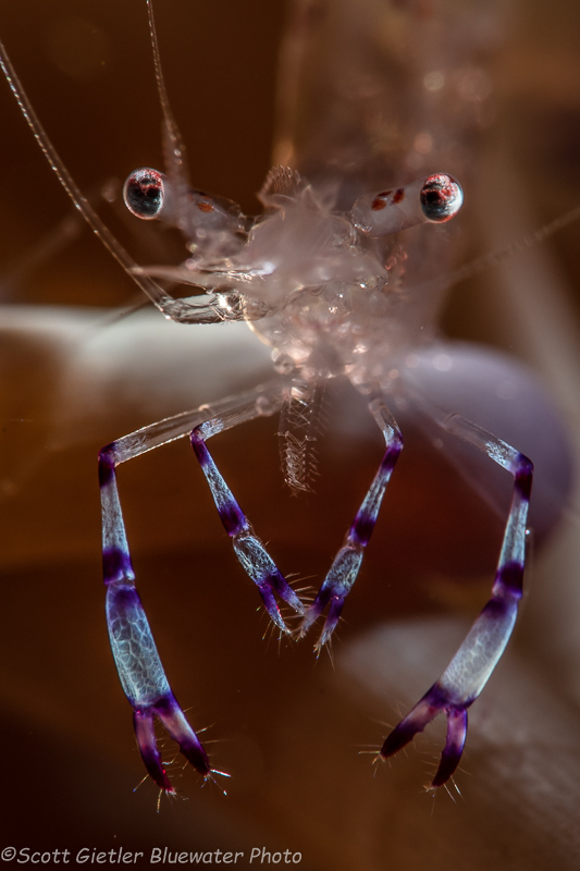 Glass shrimp in anemone by Scott Gietler. Taken with Nikon D810 and Nikon 105mm. 1/250, f/20, ISO 160