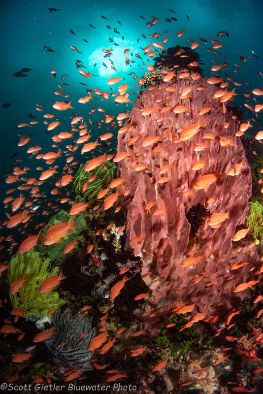 Reef scene with anthia by Scott Gietler. Taken with Nikon D850 and Tokina 10-17mm fisheye lens - 1/320, f/13, ISO 100