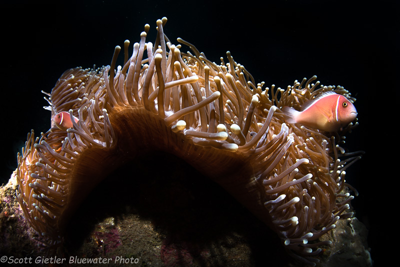 Anemone with anemone fish by Scott Gietler. Taken with Nikon D810 and Tokina 10-17mm fisheye lens - 1/320, f/14, ISO 100