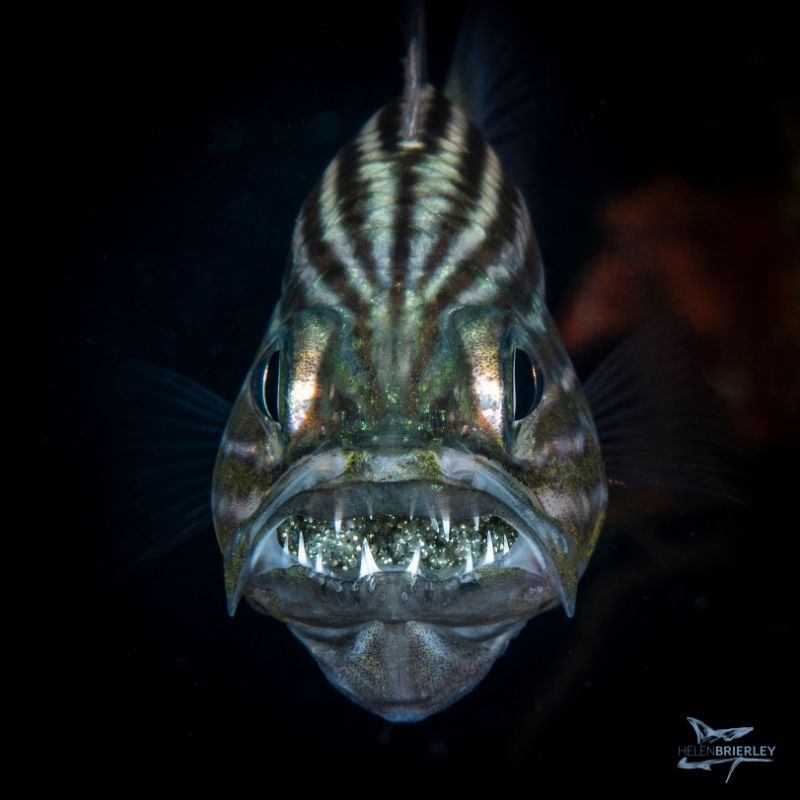 Silver Cardinal Fish and Eggs by Helen Brierley. Nikon D850, 105mm macro lens, dual Sea & Sea YS-D1 strobes, 1/250, f/22, ISO 125
