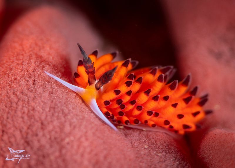 Red Nudi on Eggs by Helen Brierley. Nikon D850, 105mm macro lens, dual Sea & Sea YS-D1 strobes, 1/250, f/20, ISO 125