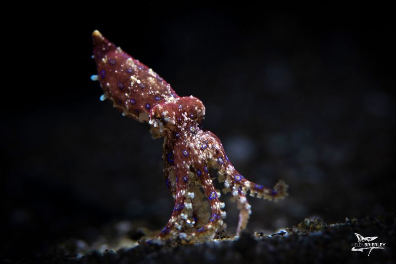 Blue Ring Octopus by Helen Brierley. Nikon D850, 105mm macro lens, dual Sea & Sea YS-D1 strobes, 1/250, f/10, ISO 100, 10 Bar snoot