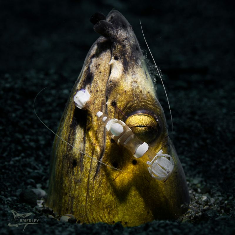 Snake Eel by Helen Brierley. Nikon D850, 105mm macro lens, 1/320, f/16, ISO 250, handheld Kraken light (no strobes)