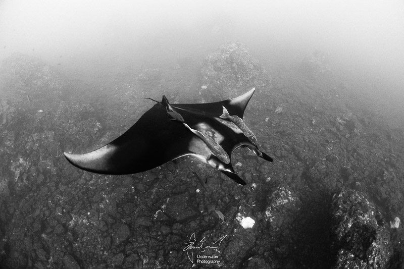 Manta ray by Jin Woo Lee, using RX100 V, Nauticam housing, 2x INON D-2000 strobes, INON fisheye lens with dome
