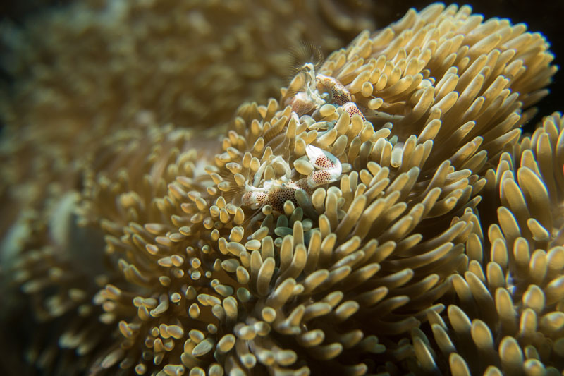 Macro photo by Brian Bailey, using RX100 V with Nauticam housing, Kraken 5K light and Bluewater macro lens