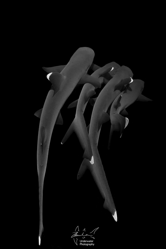 White Tip photo by Jin Woo Lee, using RX100 V with Nauticam housing, 2x INON D-2000 strobes, INON fisheye lens with dome, Sola 800 photo light