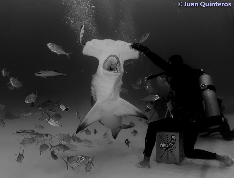 Hammerhead shark feeding by Juan Quinteros, using RX100 V with UWL-04 wide angle wet lens, 2x Sea & Sea YS-D2J strobes